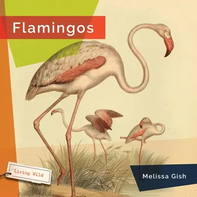 Plameniaky - Flamingos