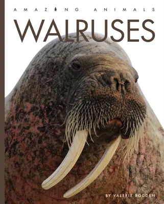 Mrože - Walruses