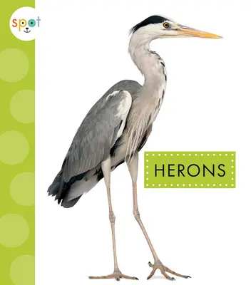 Volavky - Herons