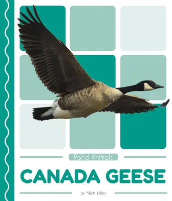 Kanadské husi - Canada Geese