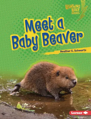 Zoznámte sa s malým bobrom - Meet a Baby Beaver